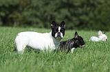 BOULEDOGUE FRANCAIS 725